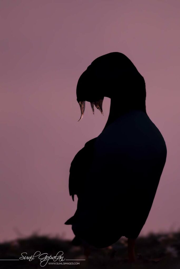 海中小丑的头像-圣杯大百科